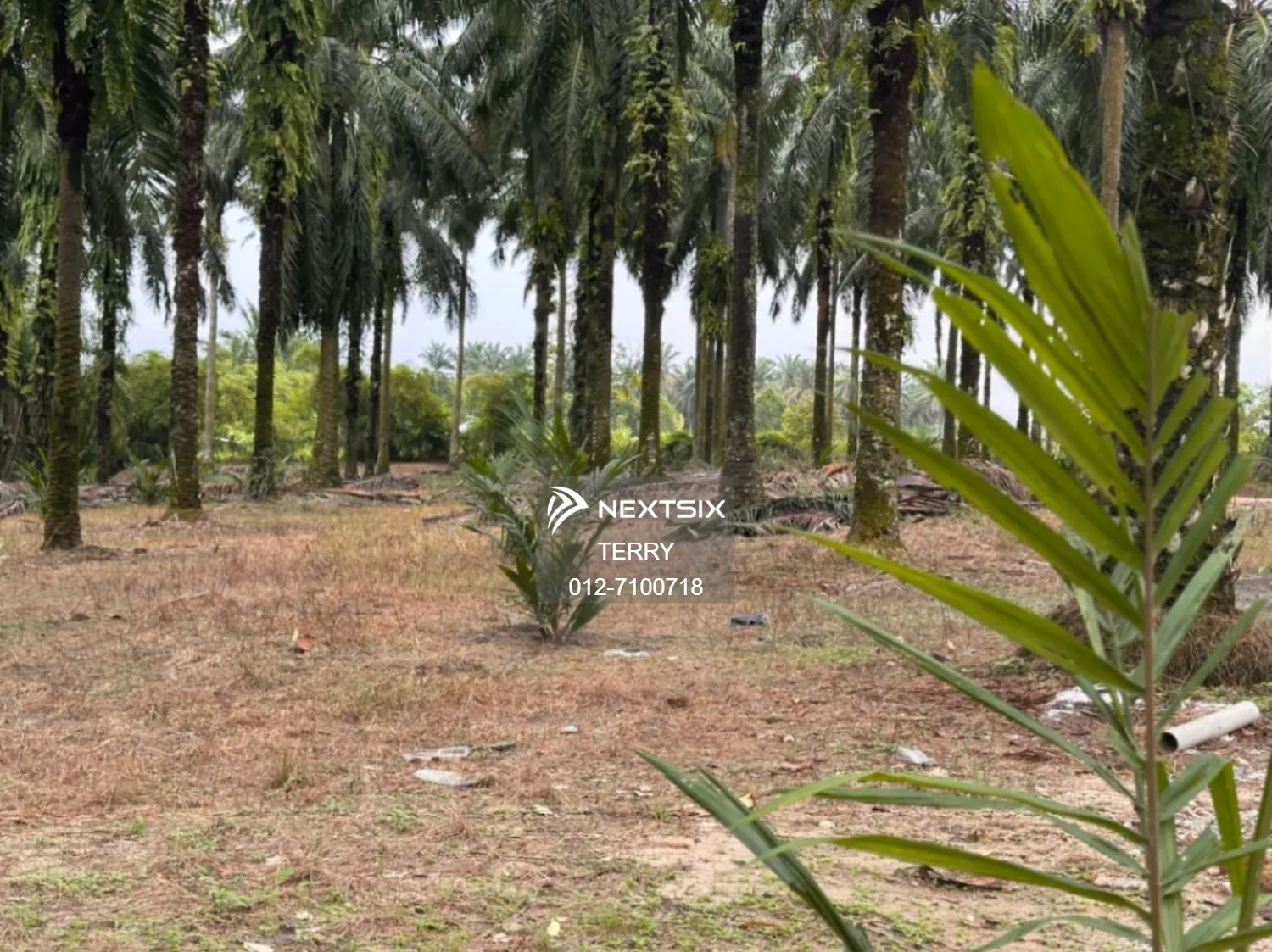 Agricultural Land For Sale in Senai Johor - Image 6