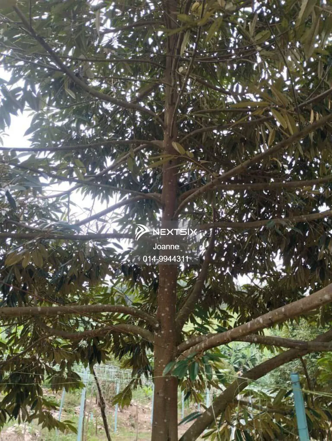 Residential Land For Sale in Pekan Nanas Johor