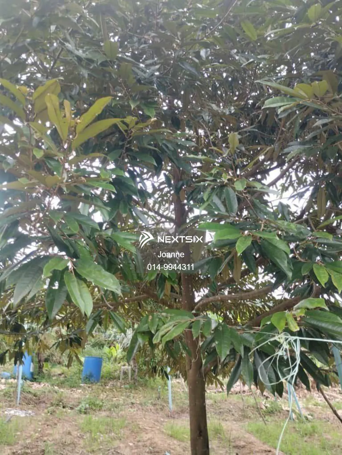 Residential Land For Sale in Pekan Nanas Johor - Image 2