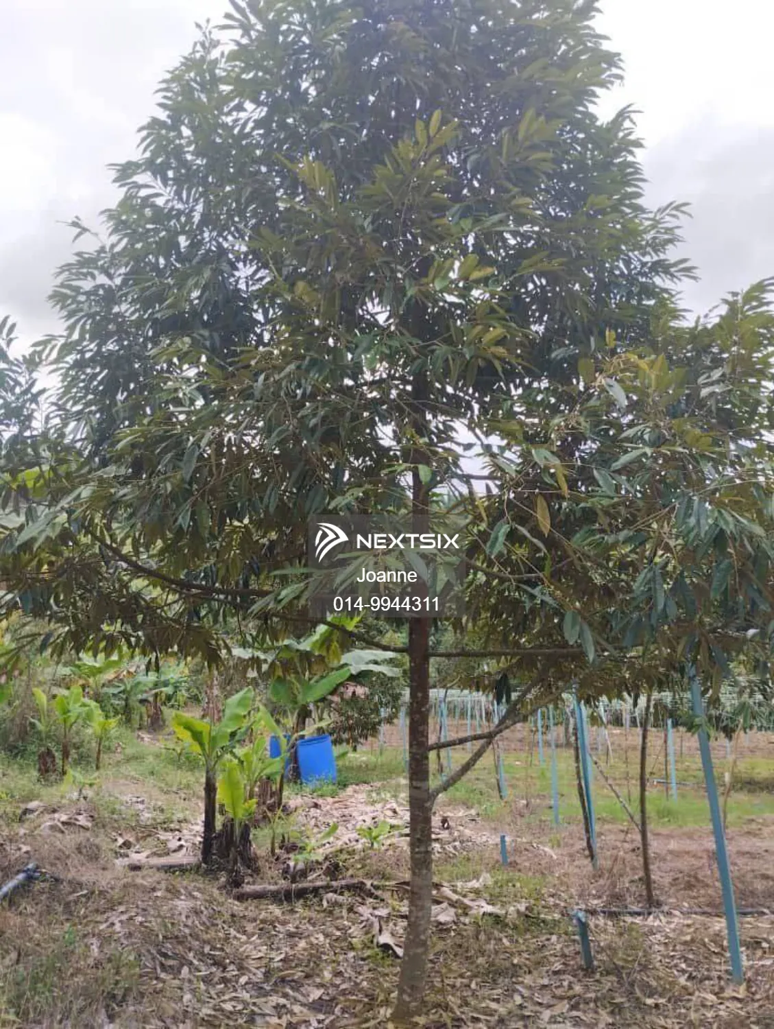 Residential Land For Sale in Pekan Nanas Johor - Image 3