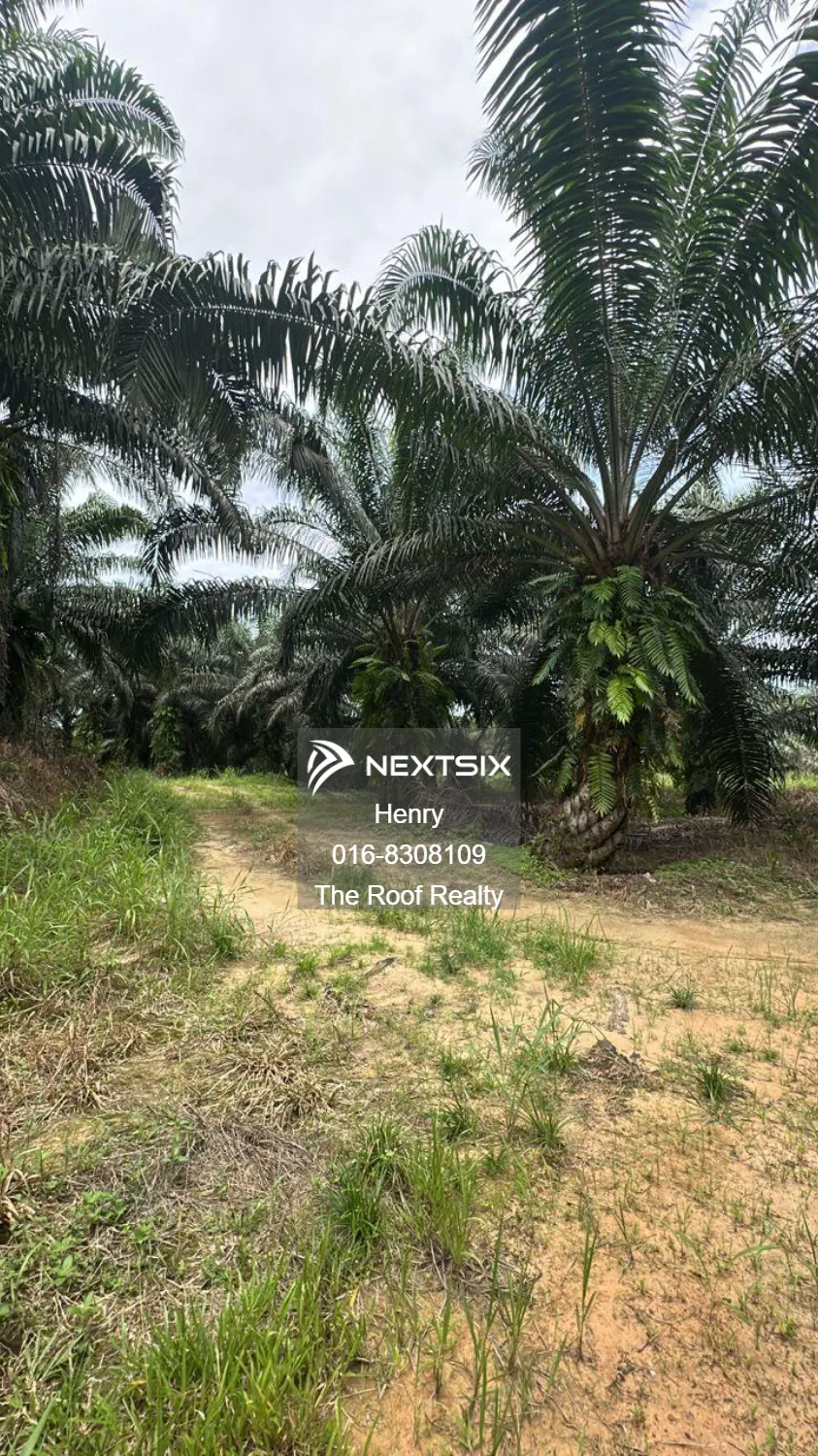 Commercial Land For Sale in Beluran Sabah