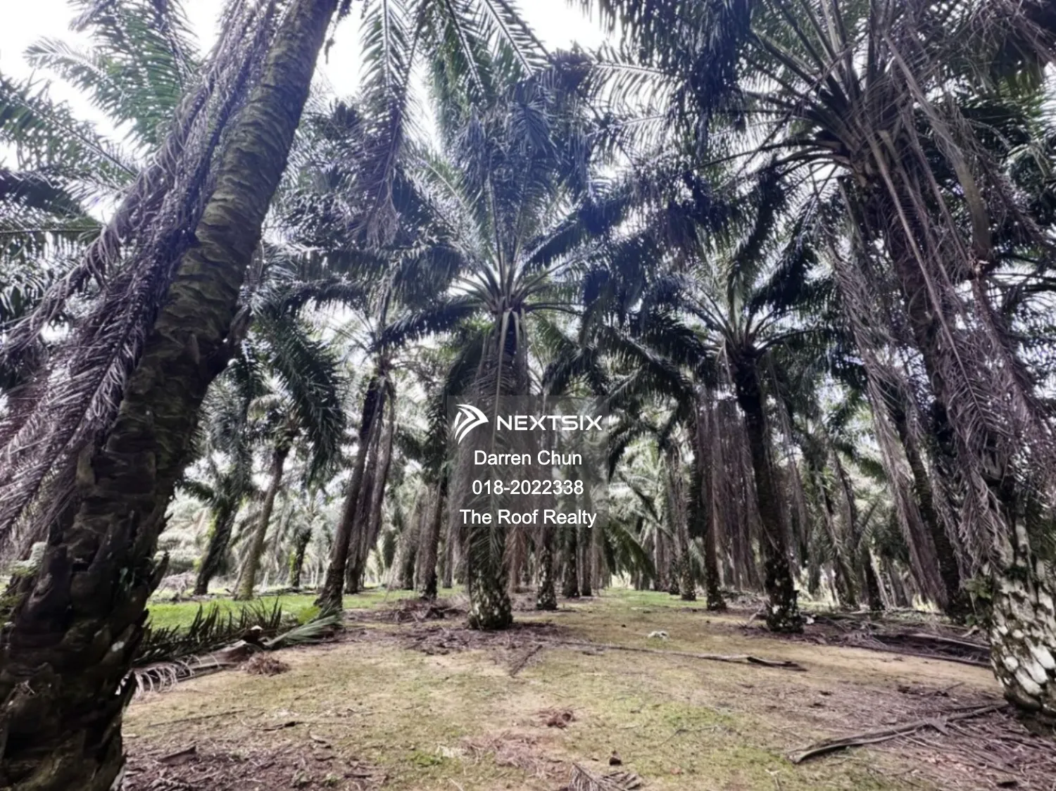 Agricultural Land For Sale in Kota Tinggi Johor - Image 3