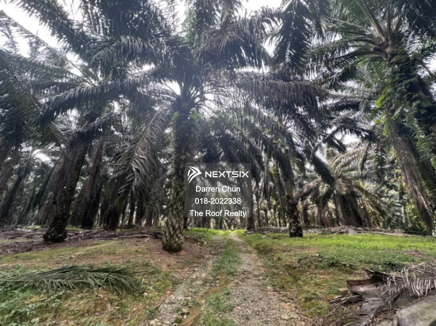 Agricultural Land For Sale in Kota Tinggi Johor - Image 4