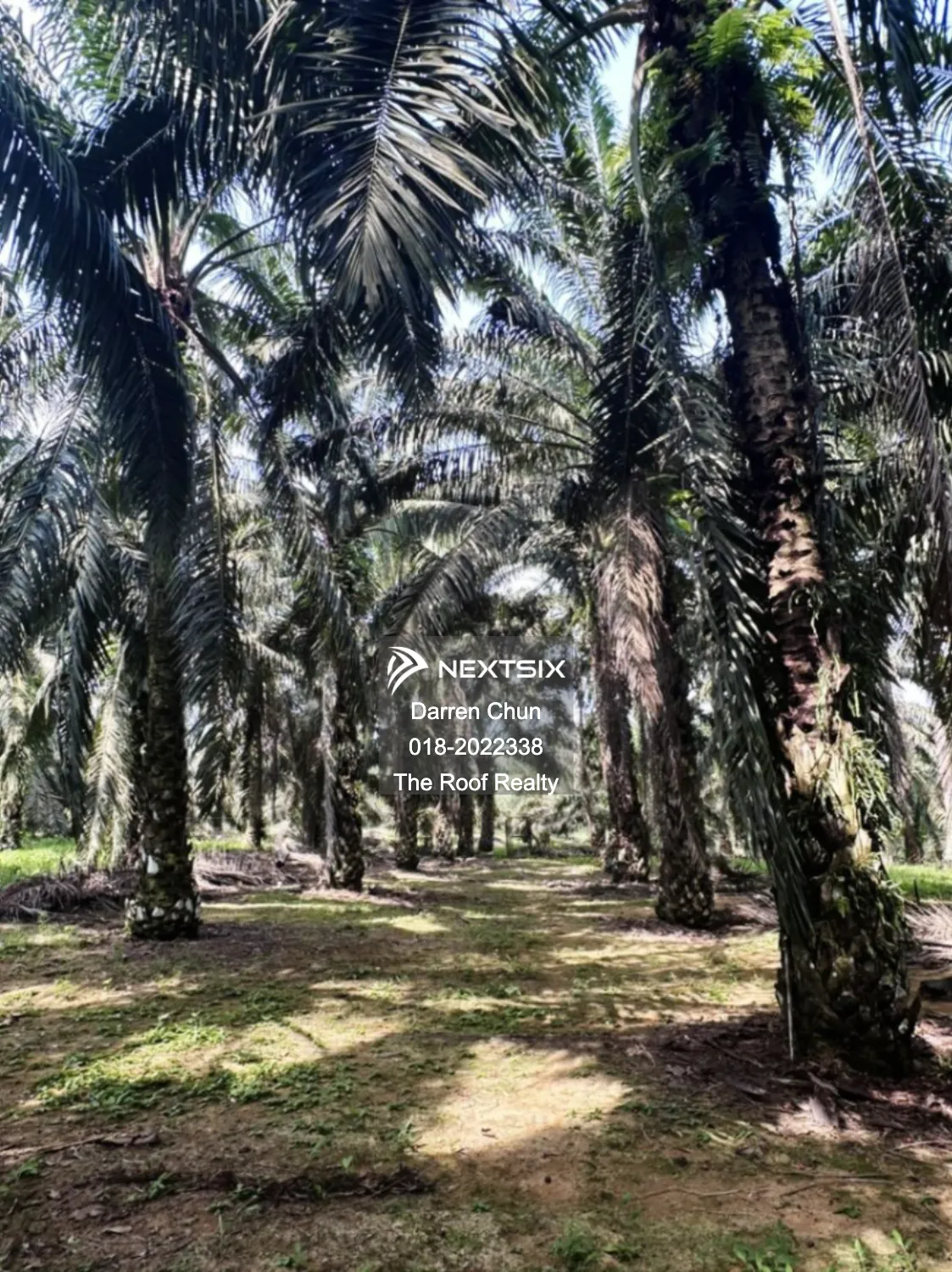 Agricultural Land For Sale in Kota Tinggi Johor - Image 7