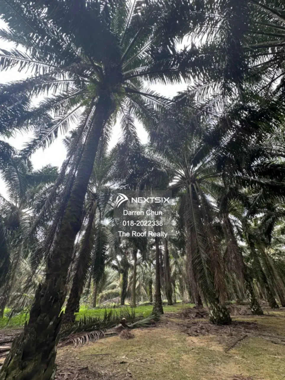 Agricultural Land For Sale in Kota Tinggi Johor - Image 8