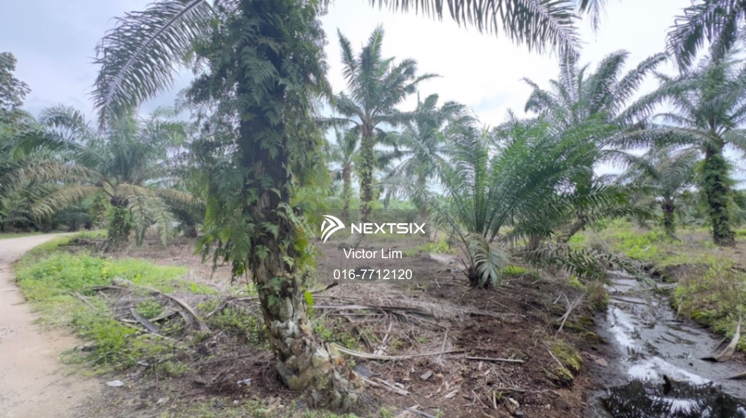 Agricultural Land For Sale in Pontian Johor