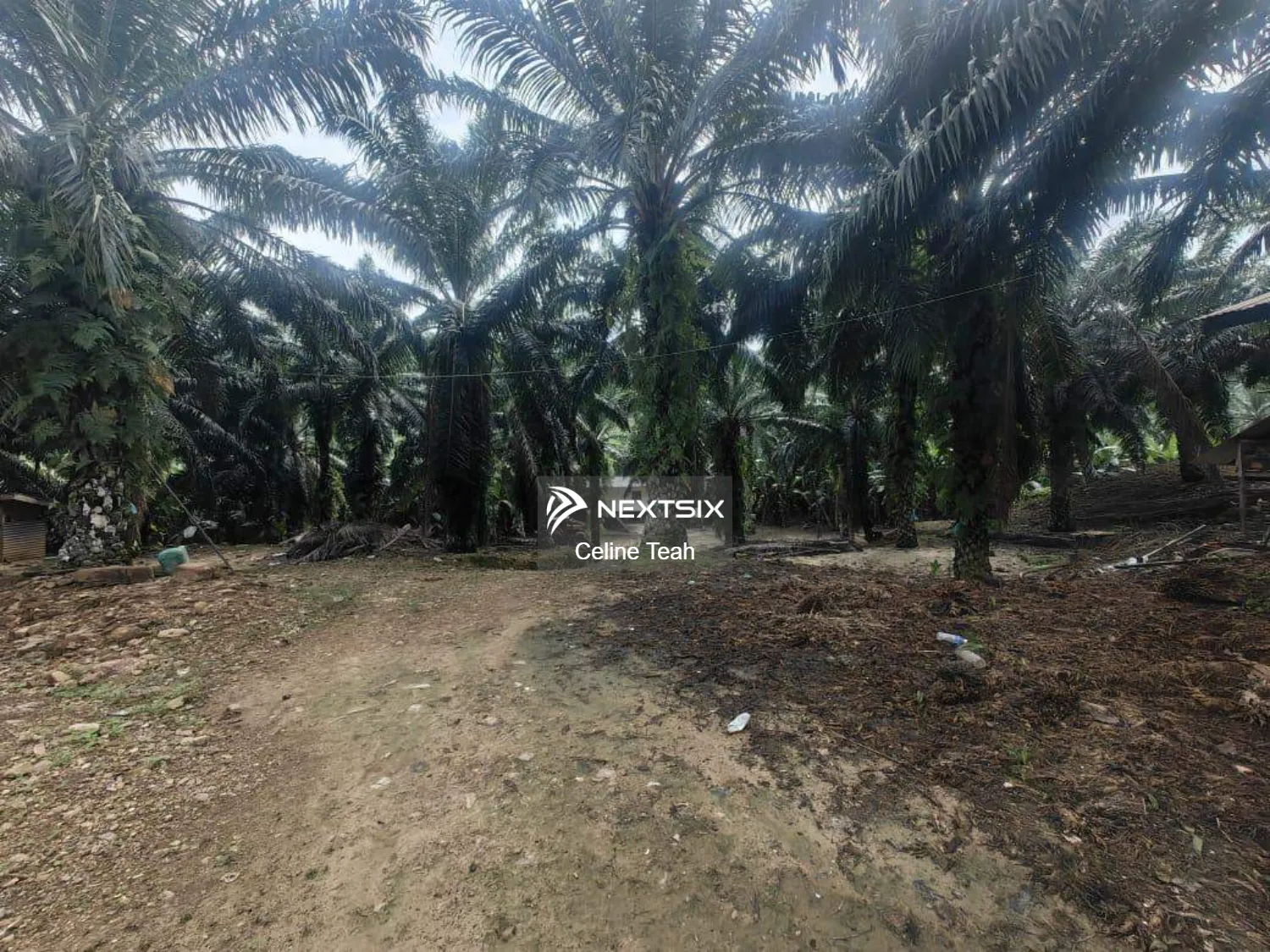 Agricultural Land For Sale in Kota Marudu Sabah - Image 3