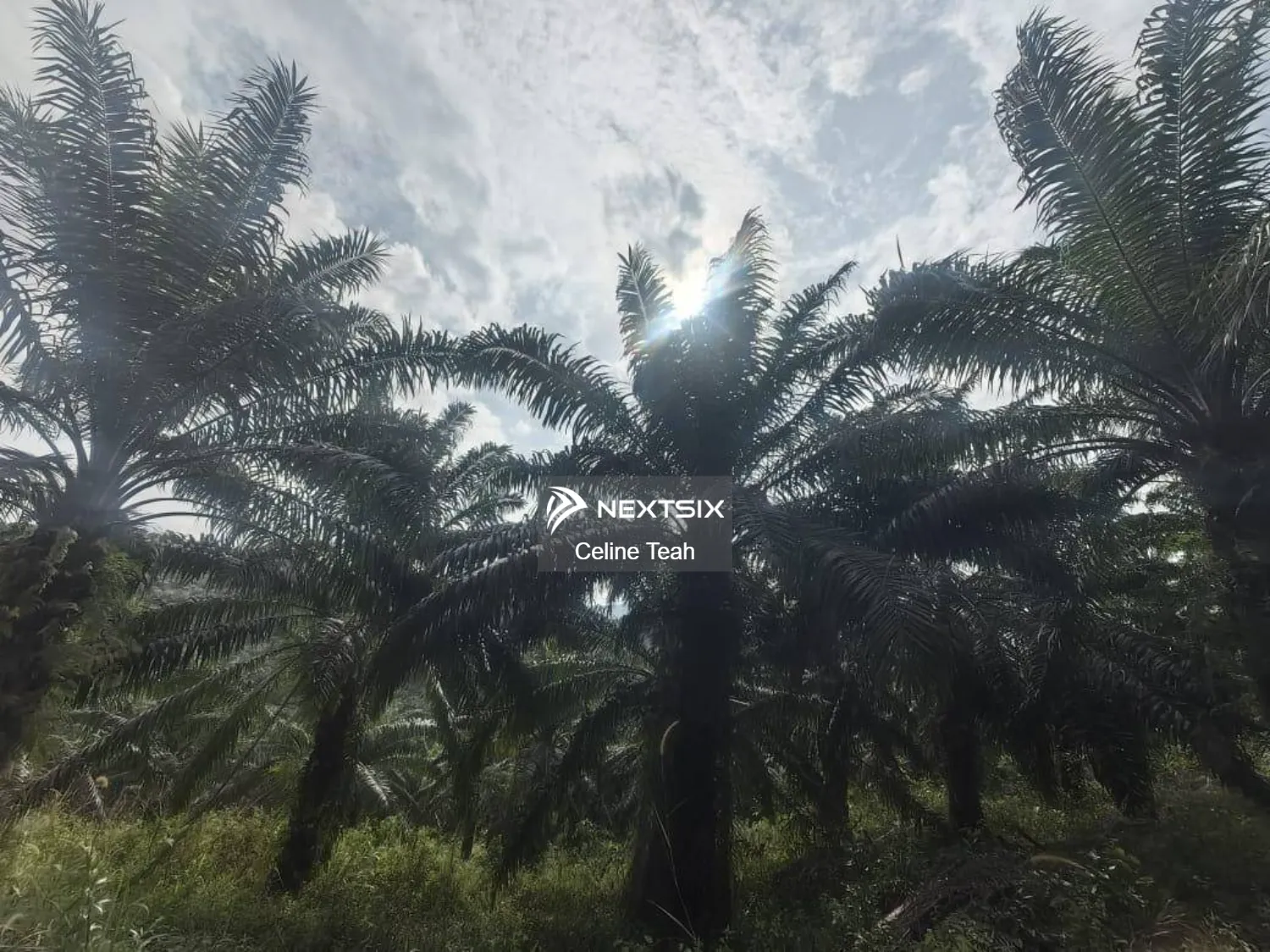 Agricultural Land For Sale in Kota Marudu Sabah - Image 7