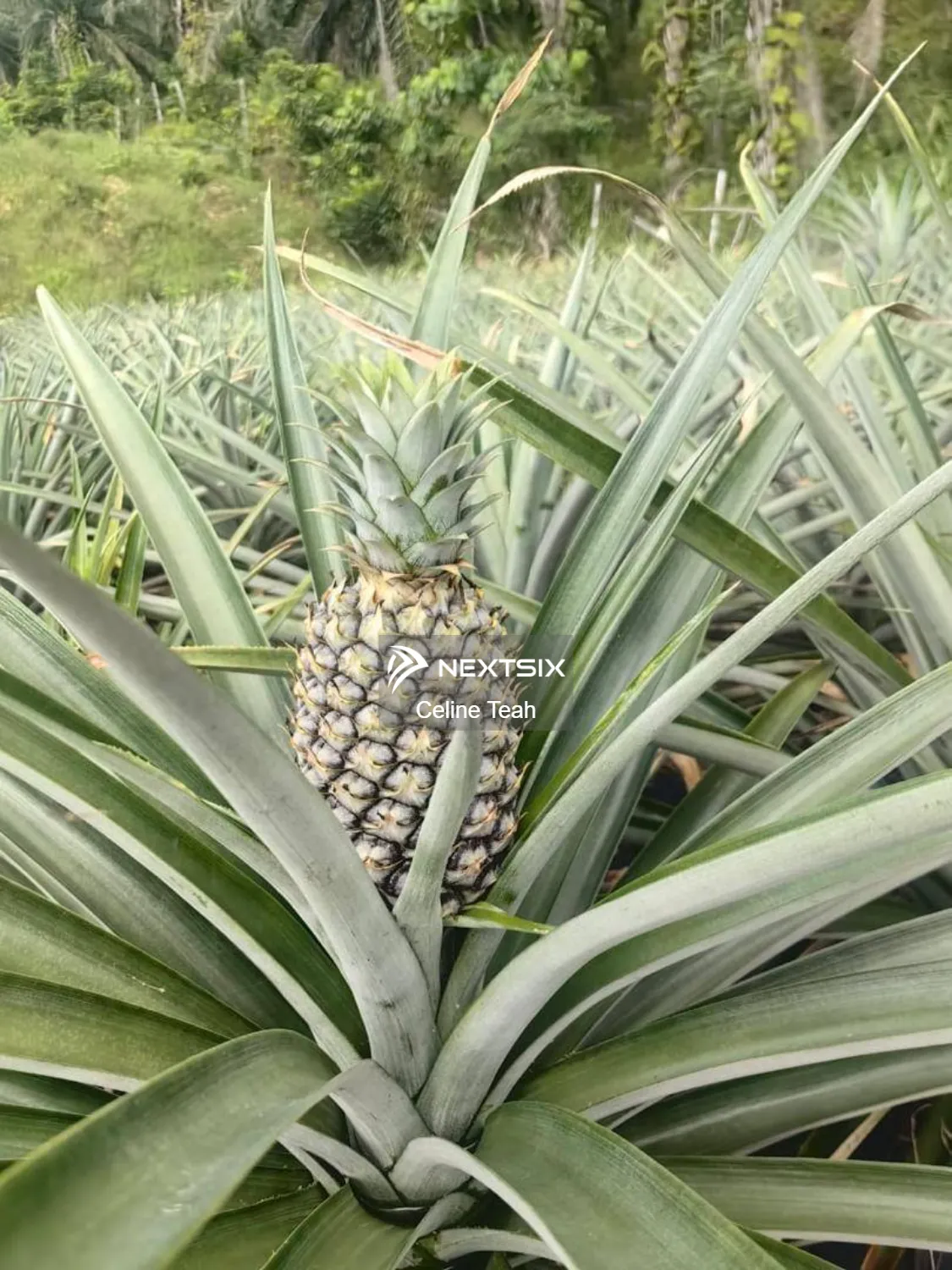 Agricultural Land For Sale in Kota Marudu Sabah - Image 8