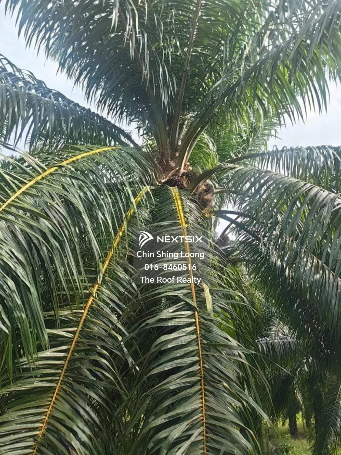 Agricultural Land For Sale in Kota Marudu Sabah - Image 2