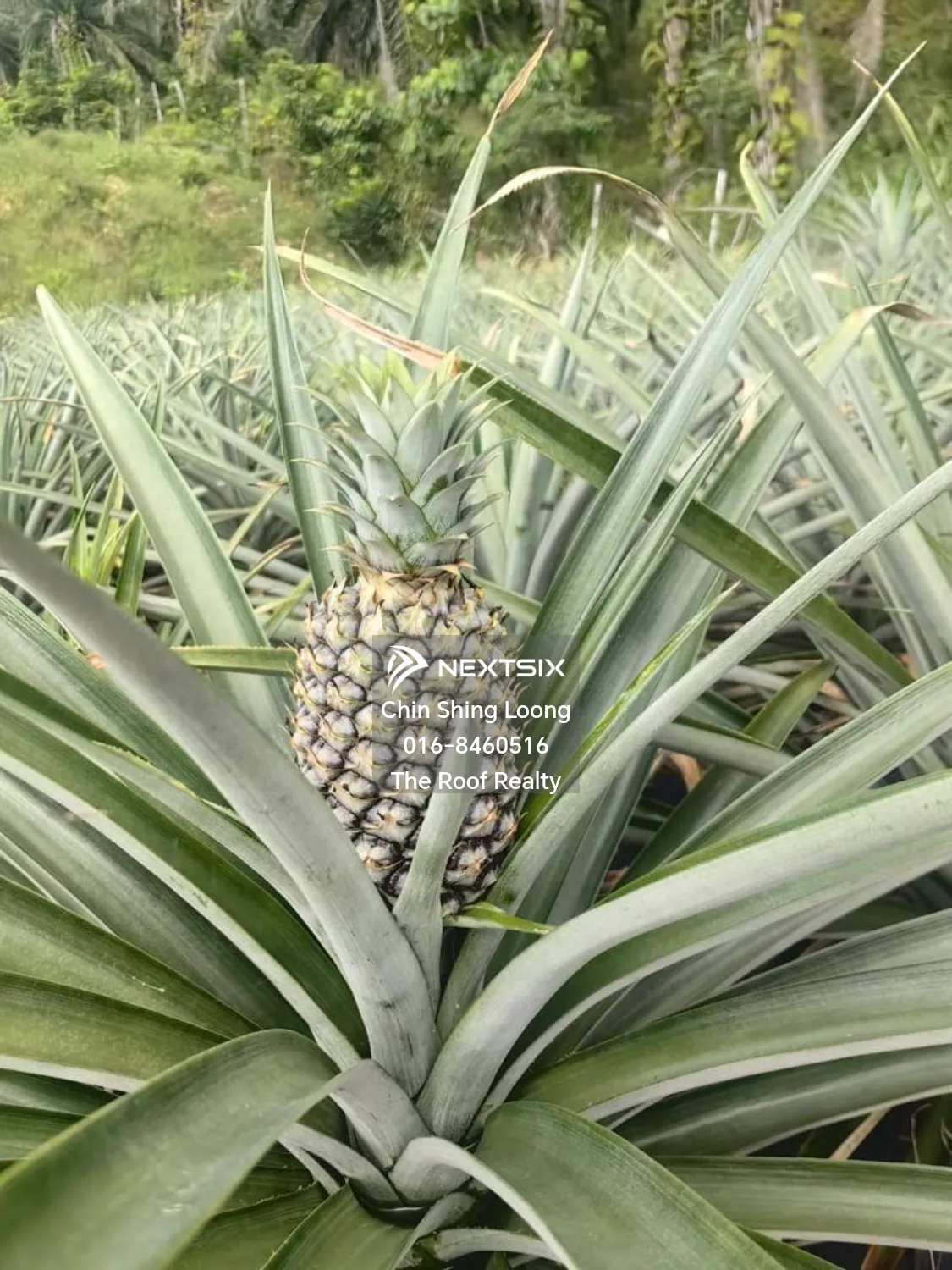 Agricultural Land For Sale in Kota Marudu Sabah - Image 8