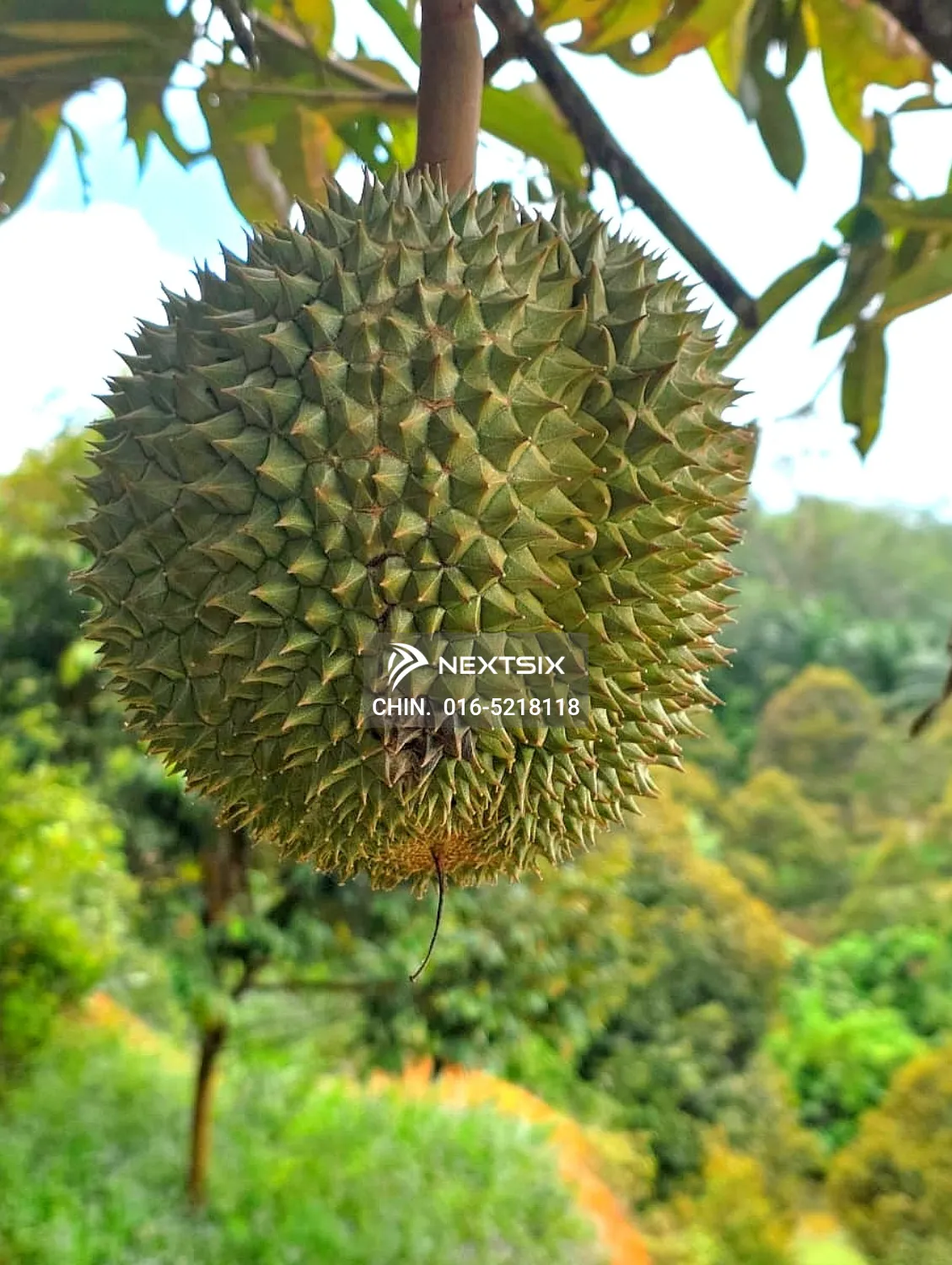 Agricultural Land For Sale in Kuala Kangsar Perak