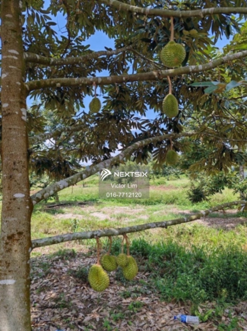 Agricultural Land For Sale in Yong Peng Johor