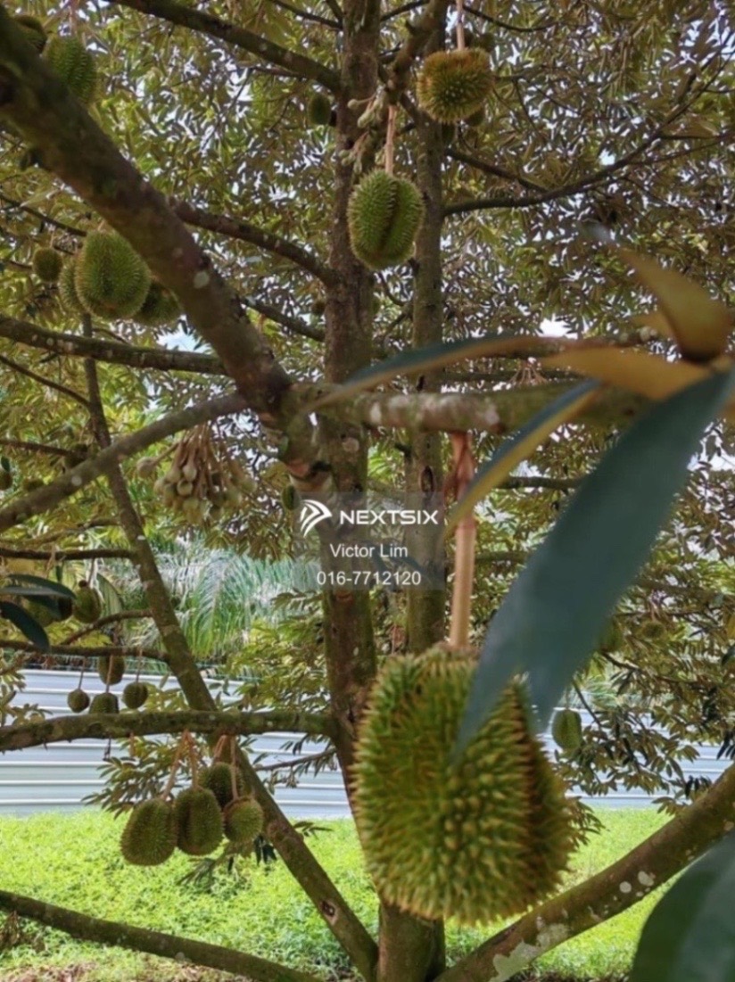 Agricultural Land For Sale in Yong Peng Johor - Image 5