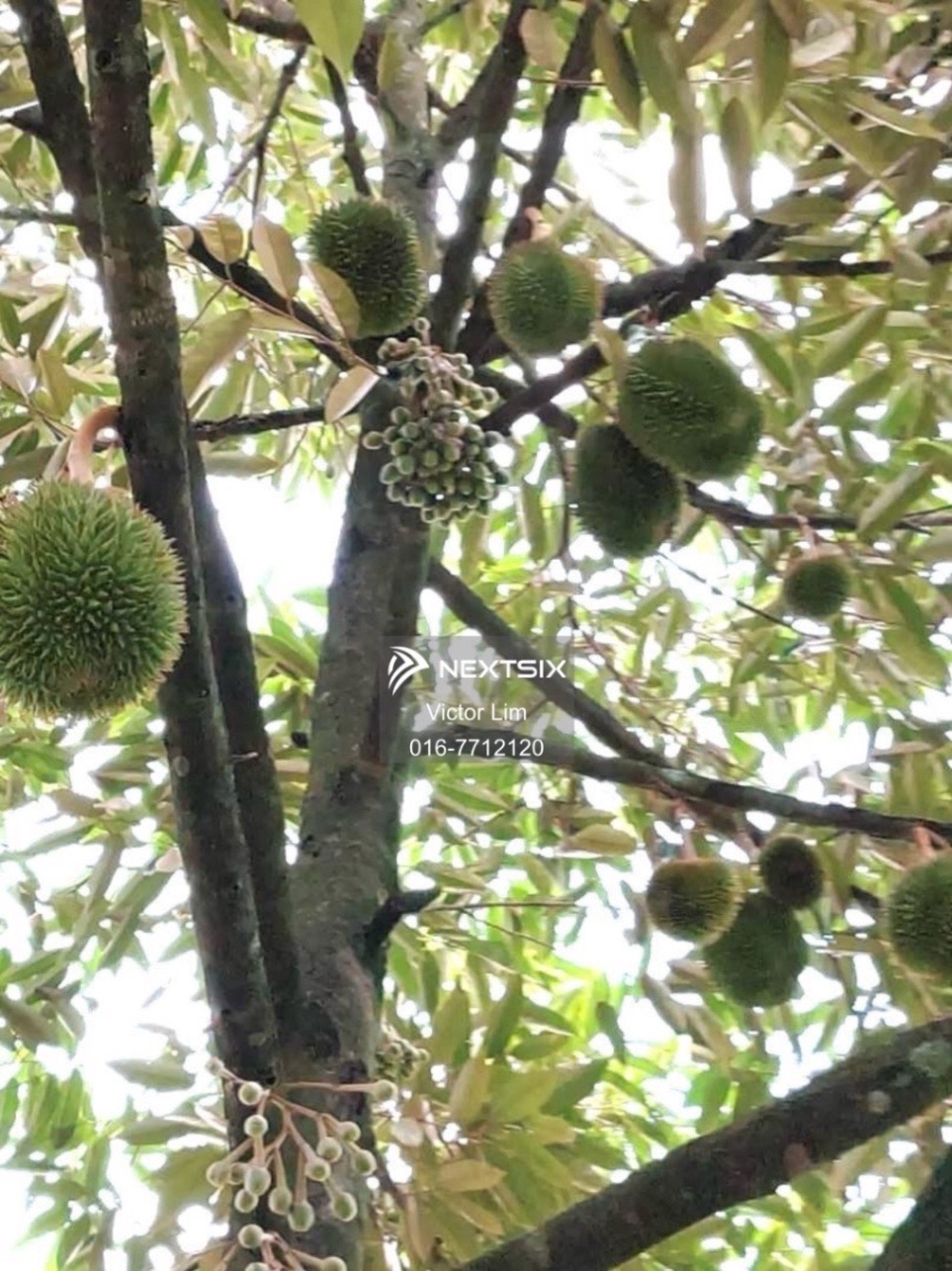 Agricultural Land For Sale in Yong Peng Johor - Image 6