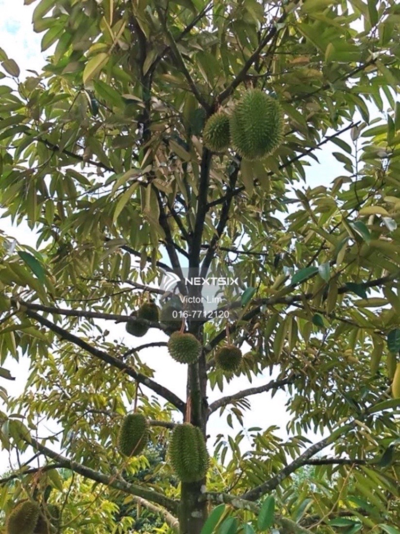 Agricultural Land For Sale in Yong Peng Johor - Image 7