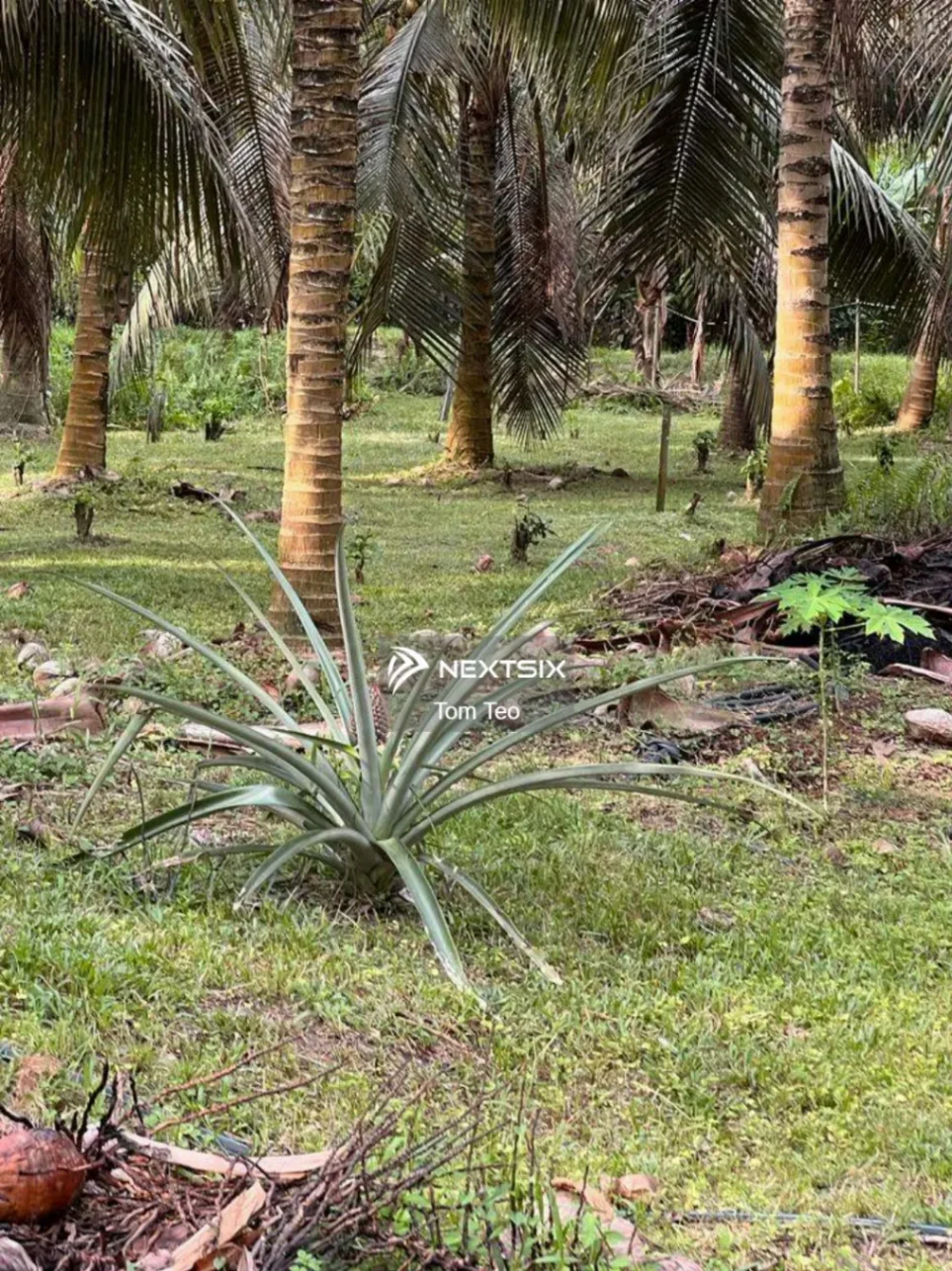 Agricultural Land For Sale in Kluang Johor - Image 9