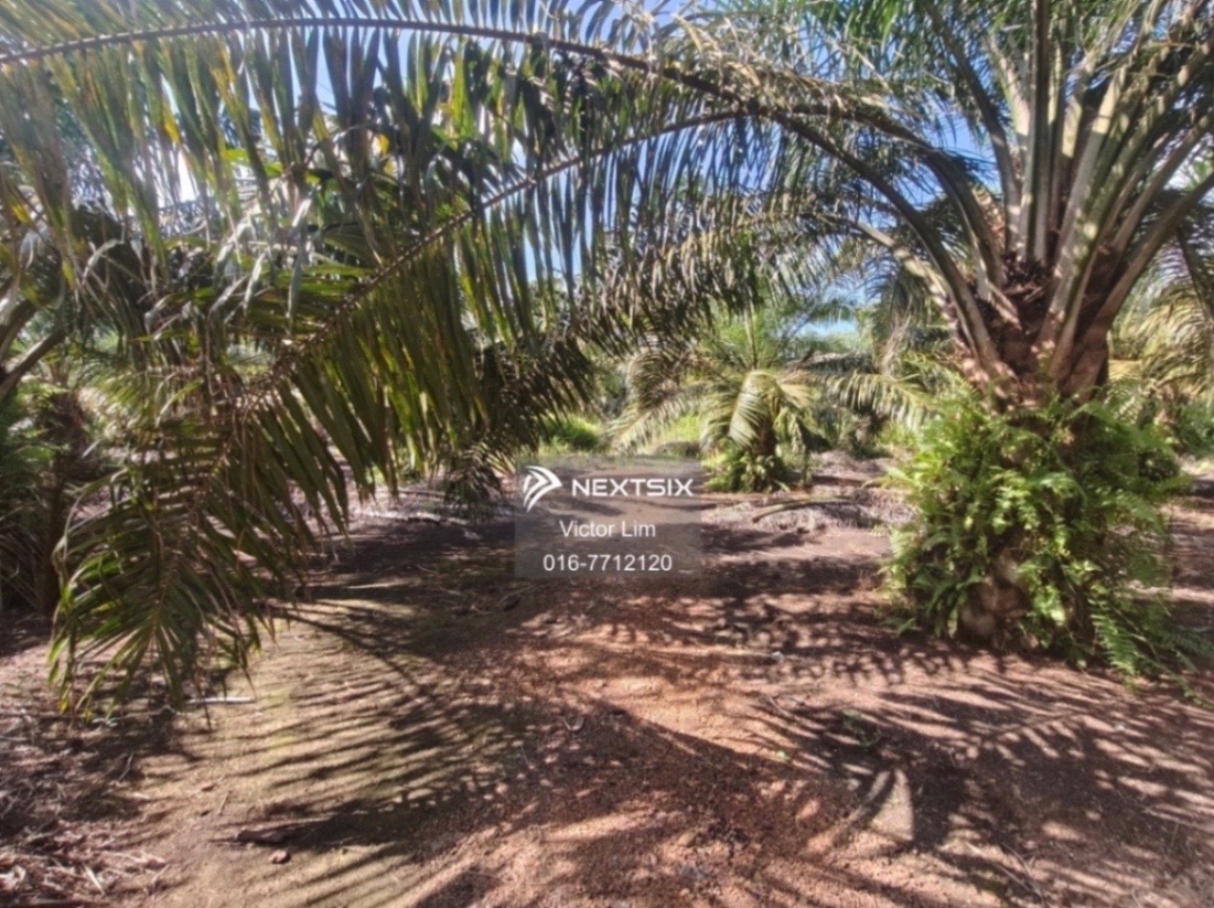 Agricultural Land For Sale in Pontian Johor