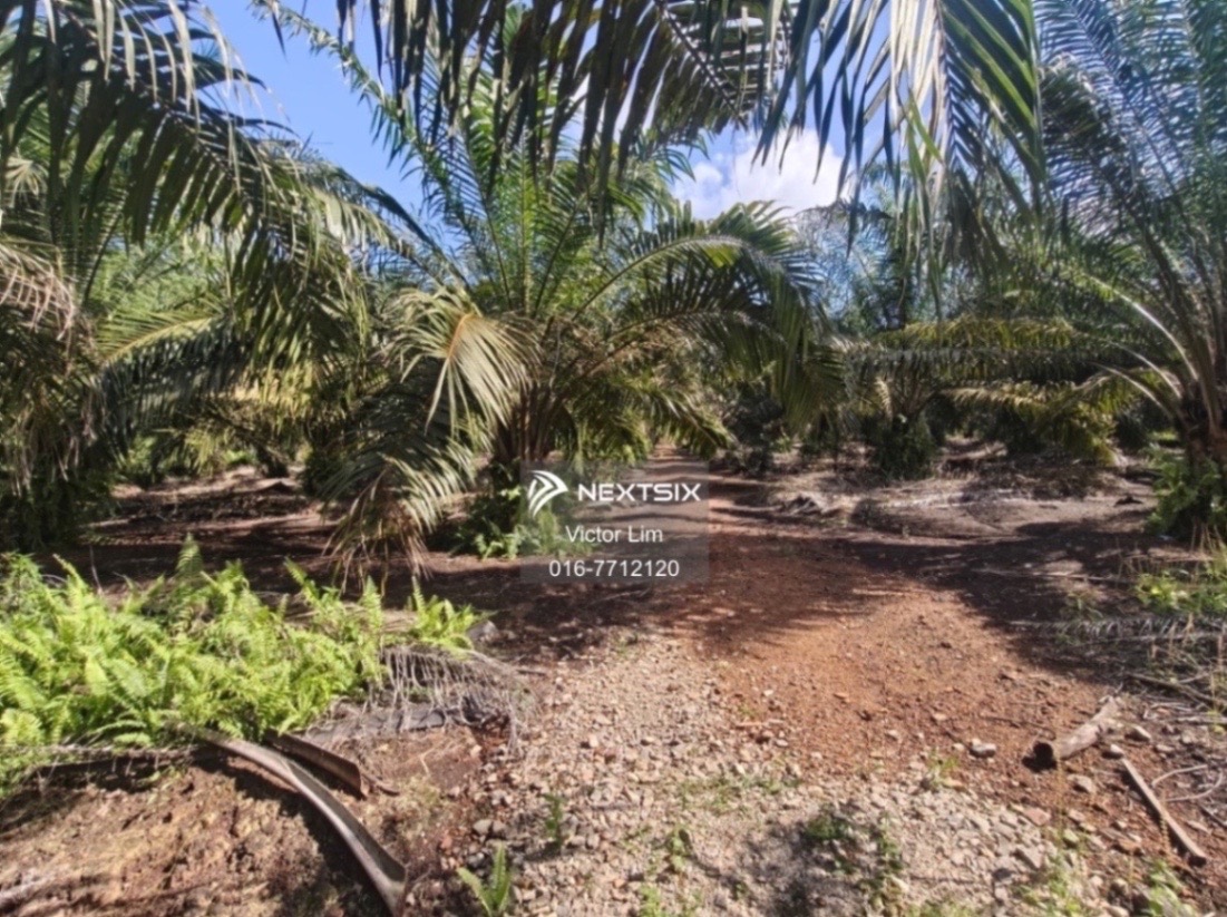 Agricultural Land For Sale in Pontian Johor - Image 6