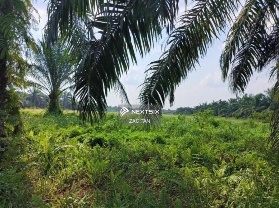 Agricultural Land For Sale in Simpang Rengam Johor - Image 5