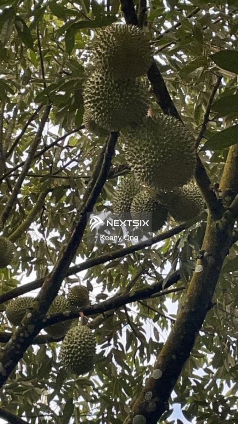 Agricultural Land For Sale in Bekok Johor