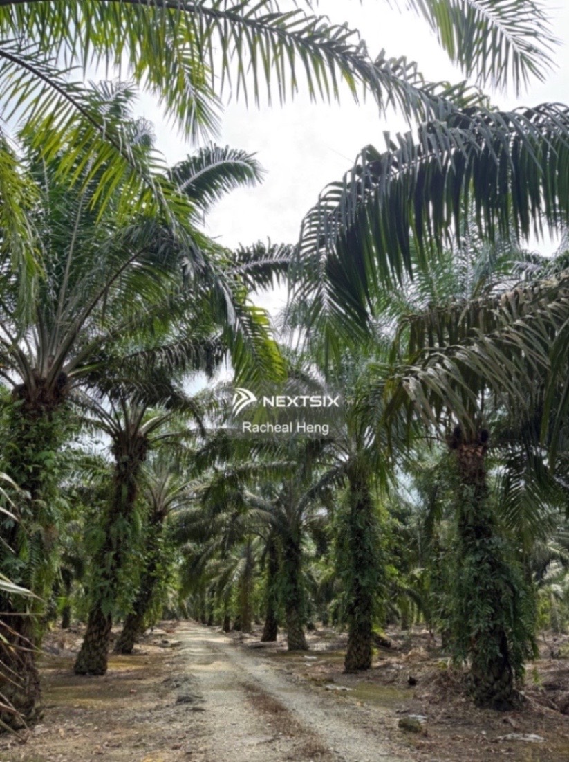 Industrial Land For Sale in Pekan Nanas Johor - Image 5