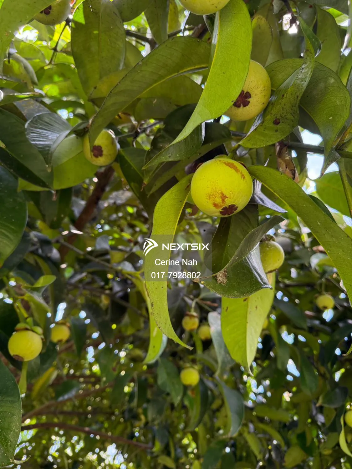 Agricultural Land For Sale in Ayer Hitam Johor - Image 11