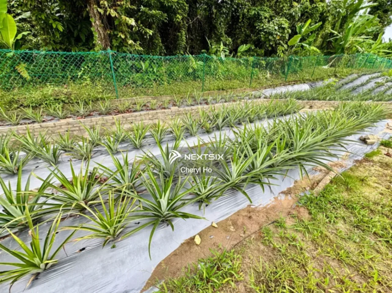 Agricultural Land For Sale in Hulu Selangor Selangor - Image 7