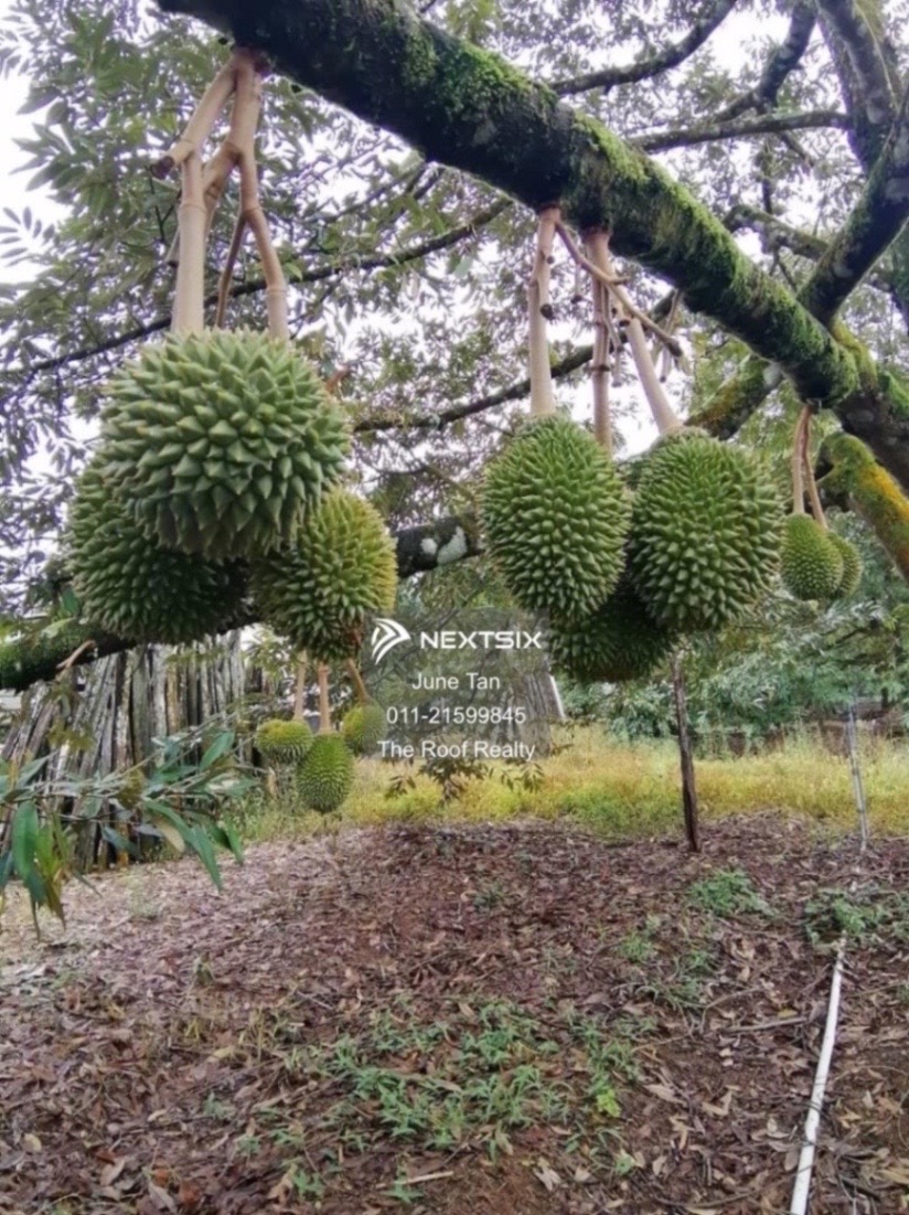 Agricultural Land For Sale in Kulai Johor - Image 10