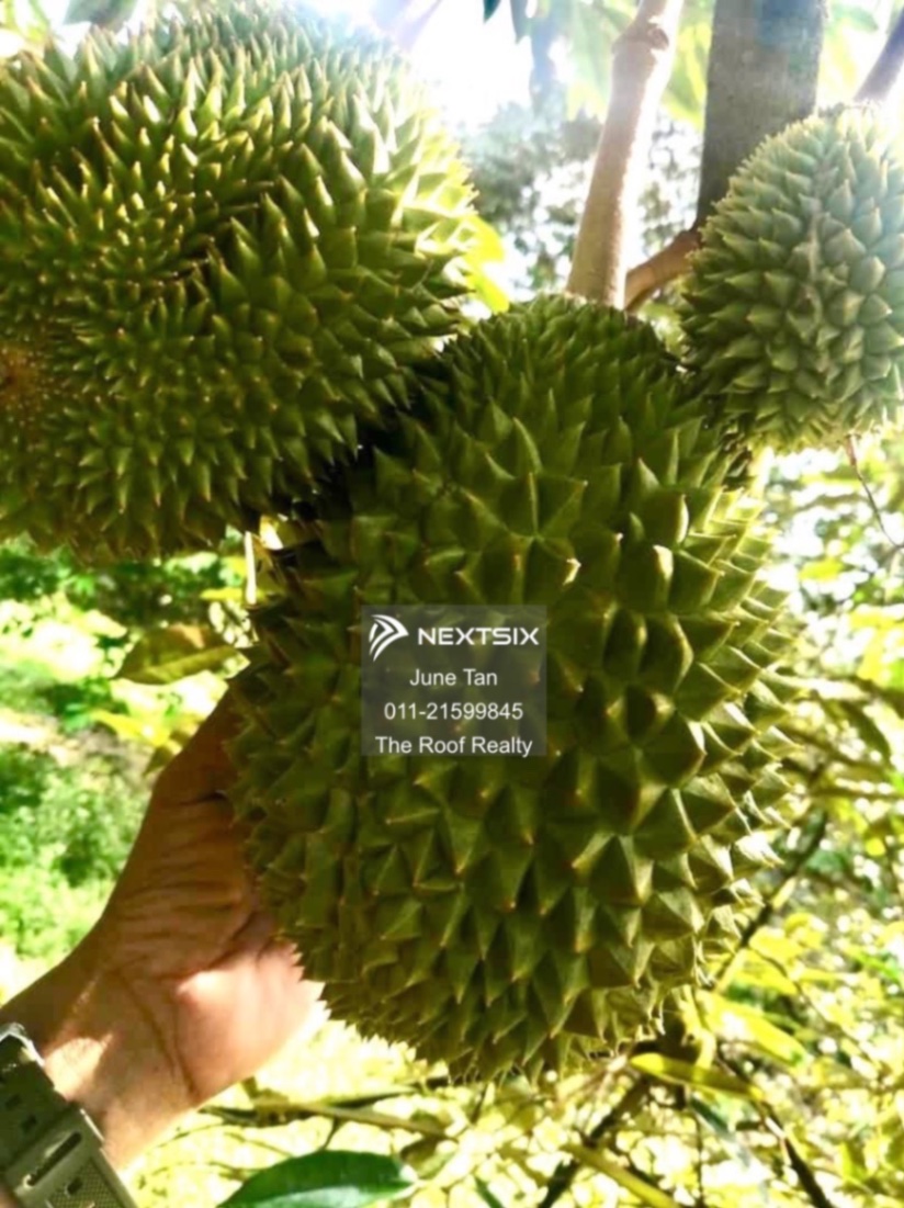 Agricultural Land For Sale in Kulai Johor - Image 6