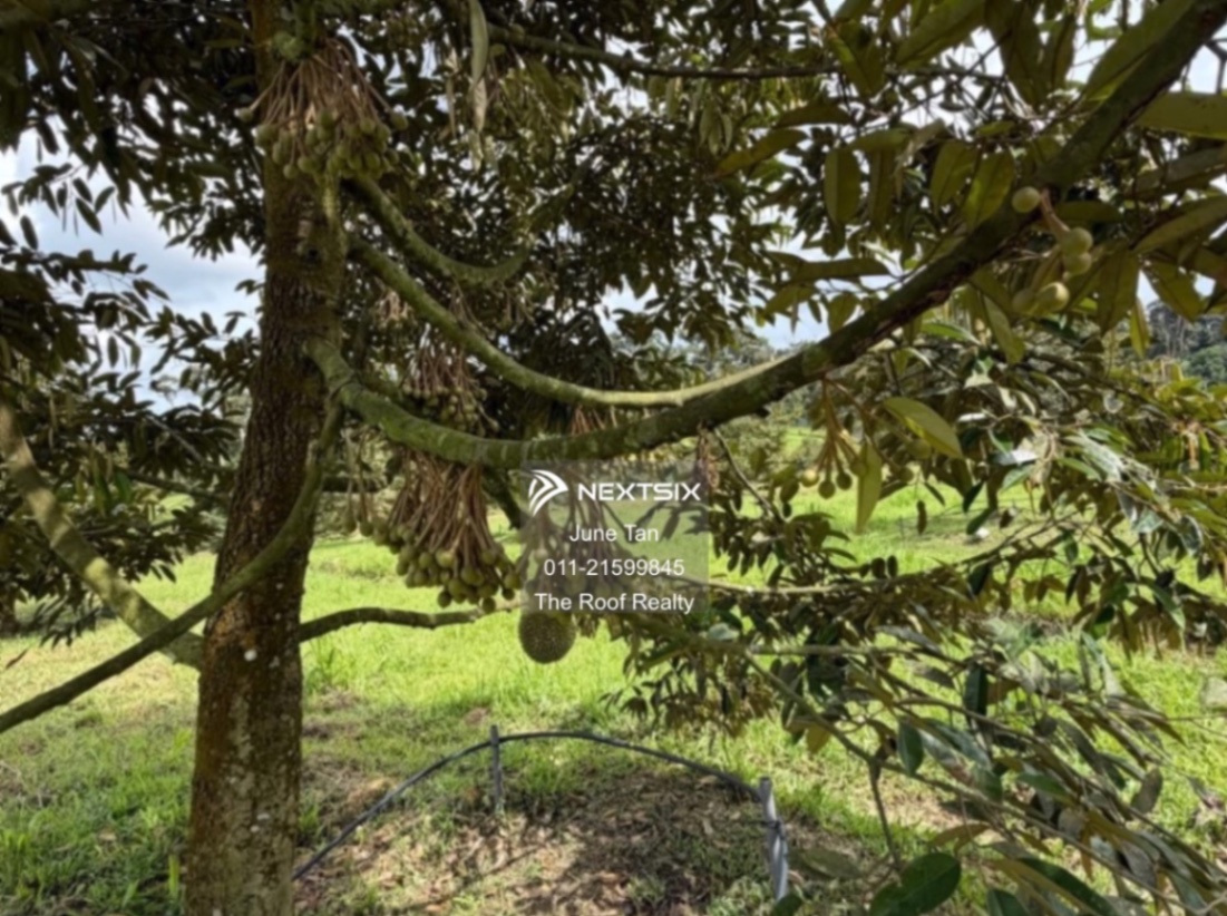 Agricultural Land For Sale in Ulu Tiram Johor - Image 2
