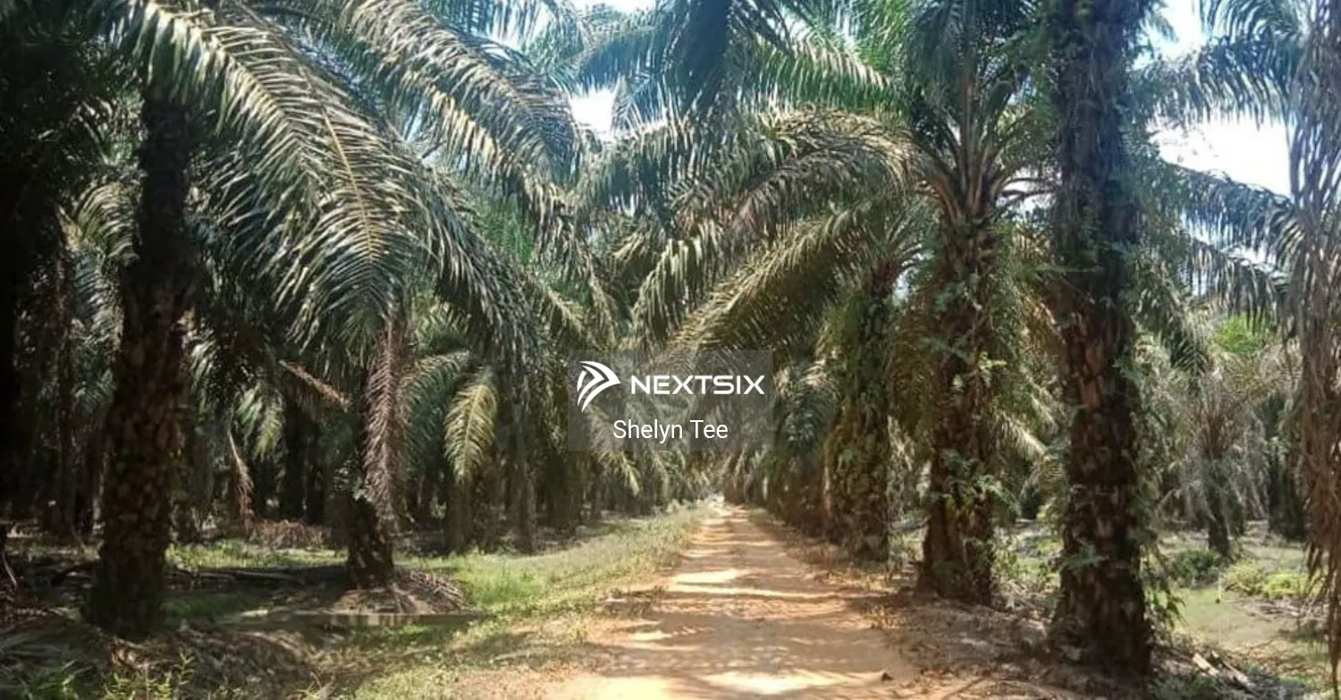 Agricultural Land For Sale in Pontian Johor