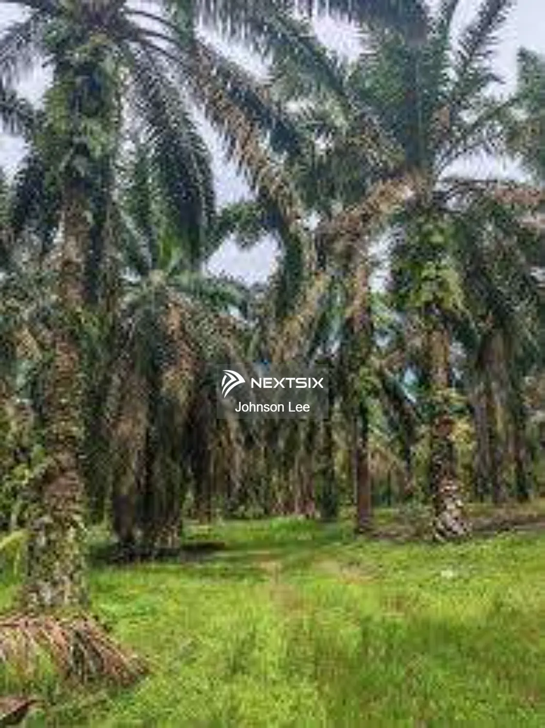 Agricultural Land For Sale in Kluang Johor