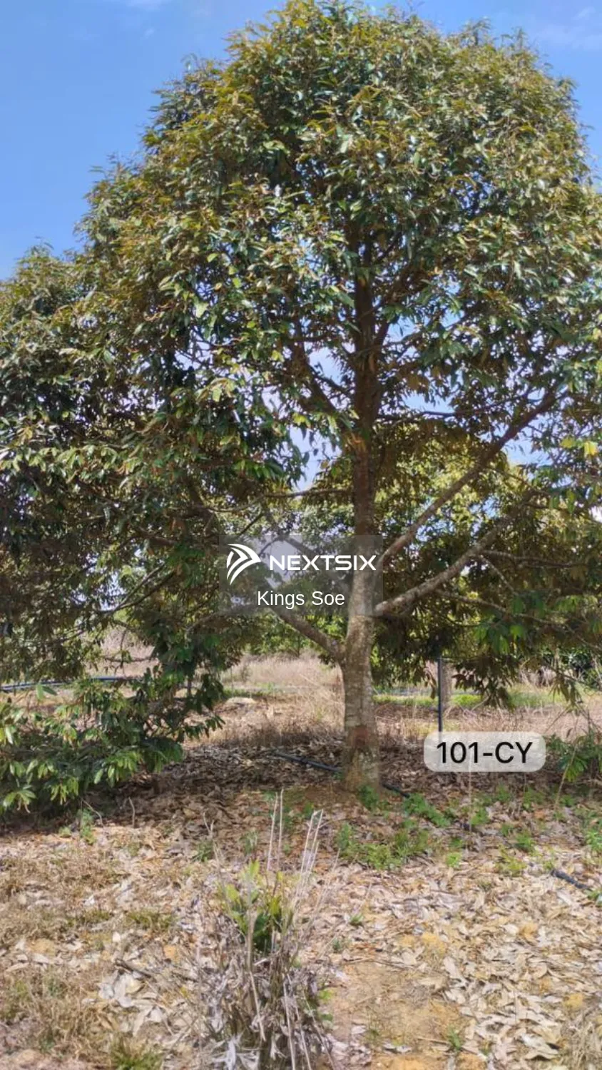 Agricultural Land For Sale in Bentong Pahang