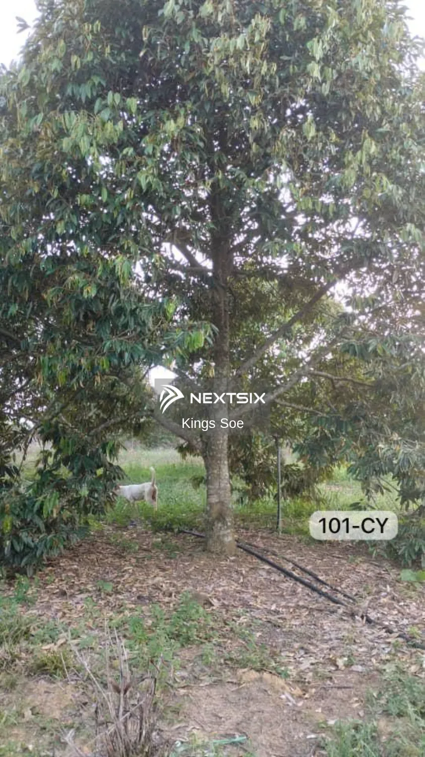 Agricultural Land For Sale in Bentong Pahang - Image 3