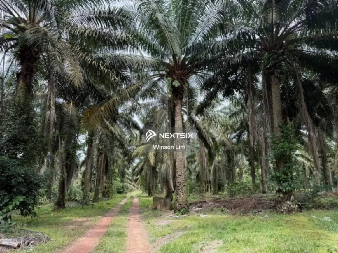 Agricultural Land For Sale in Simpang Rengam Johor - Image 4