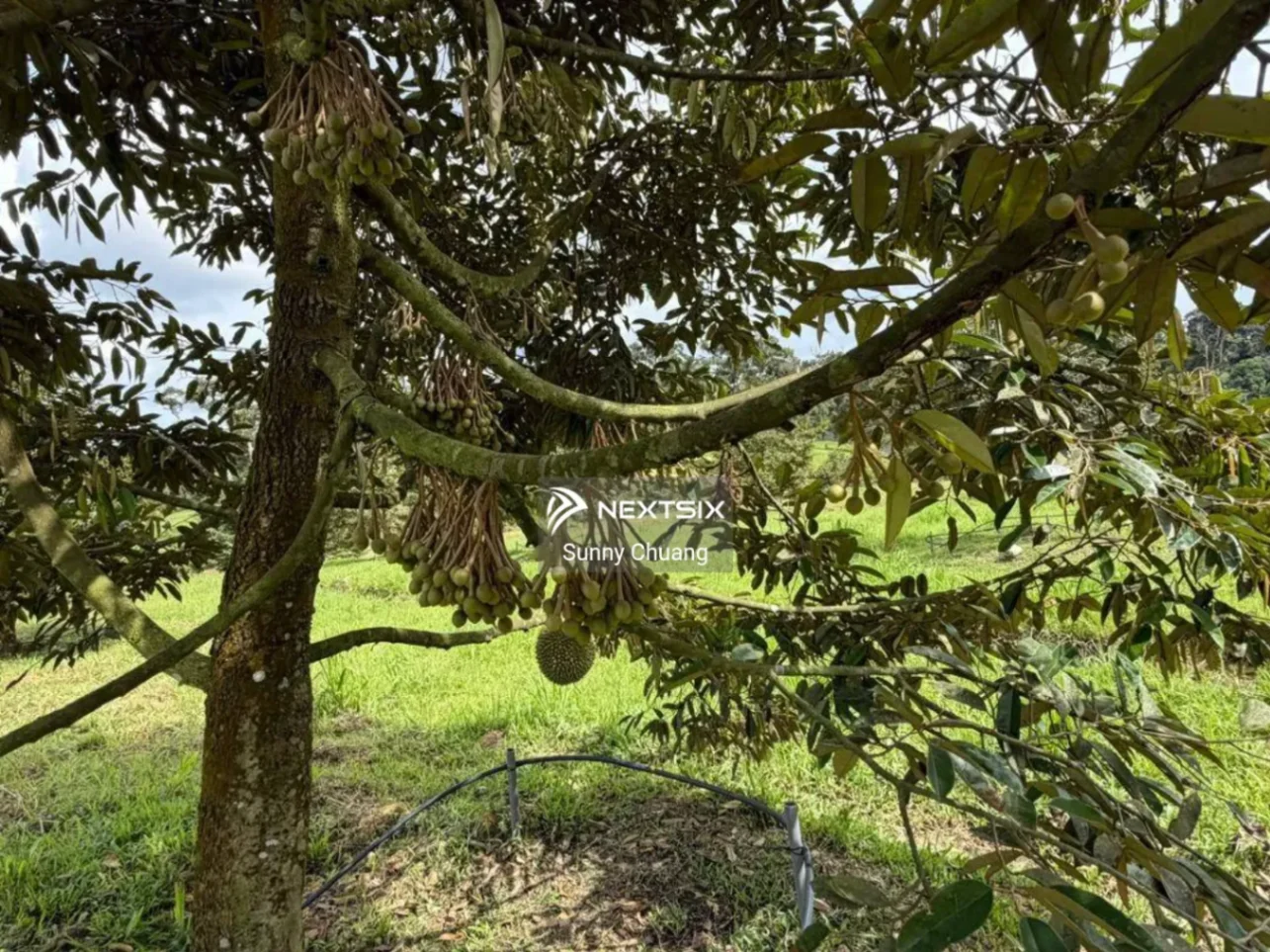 Agricultural Land For Sale in Ulu Tiram Johor - Image 2