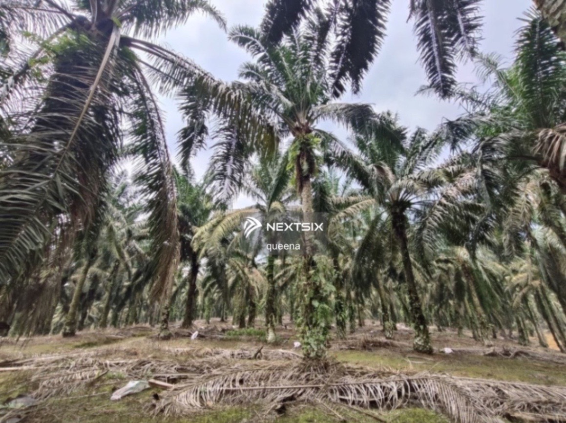 Agricultural Land For Sale in Kota Tinggi Johor - Image 2