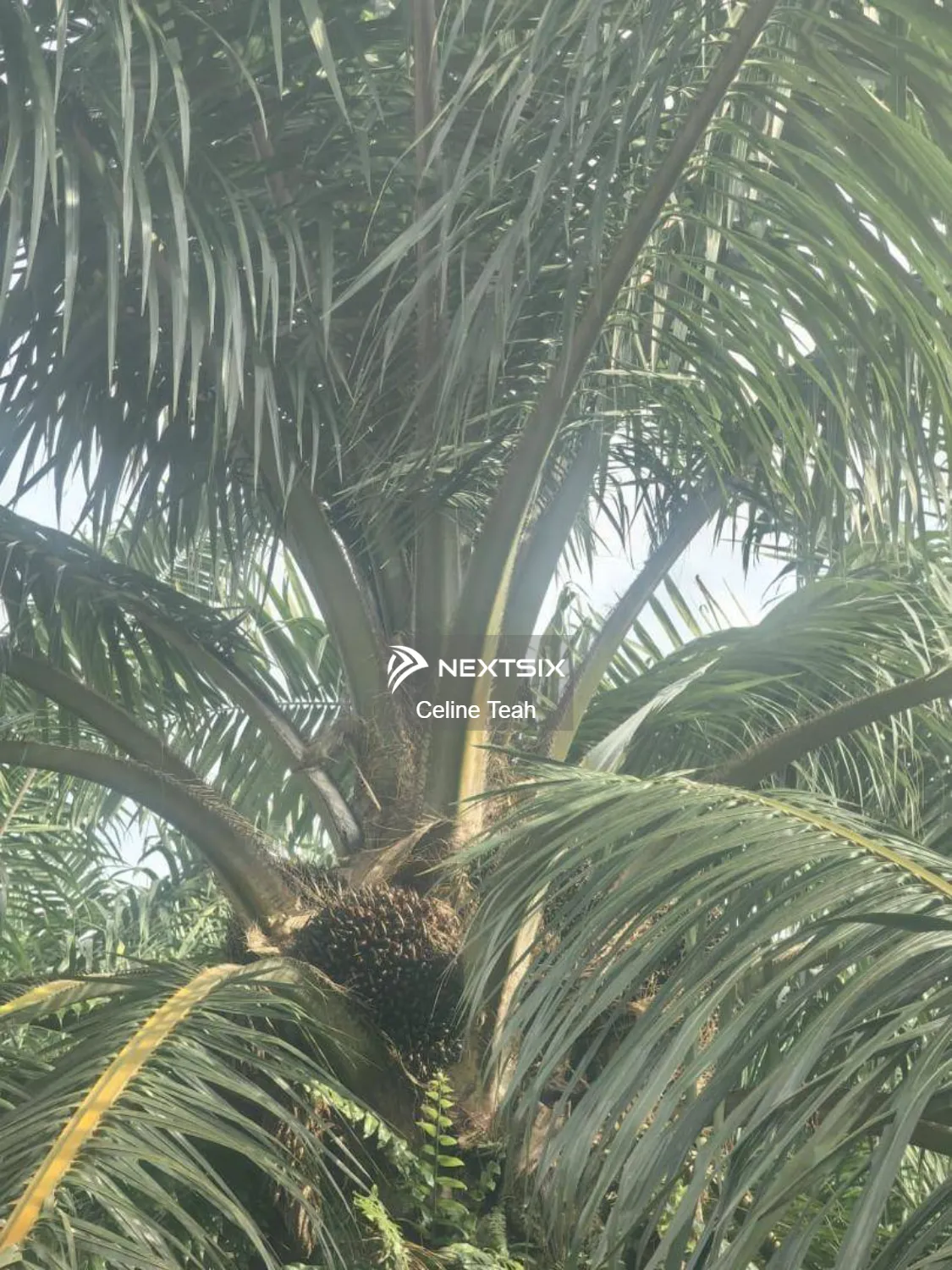 Agricultural Land For Sale in Kota Marudu Sabah - Image 5