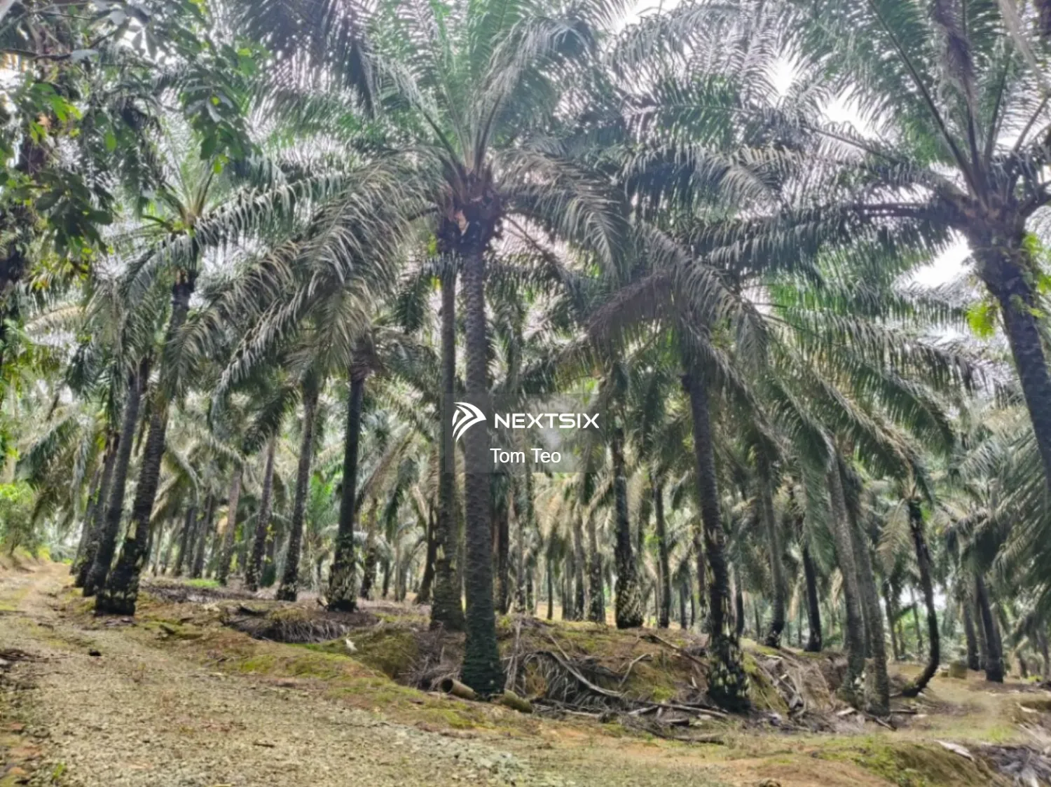 Agricultural Land For Sale in Kulai Johor