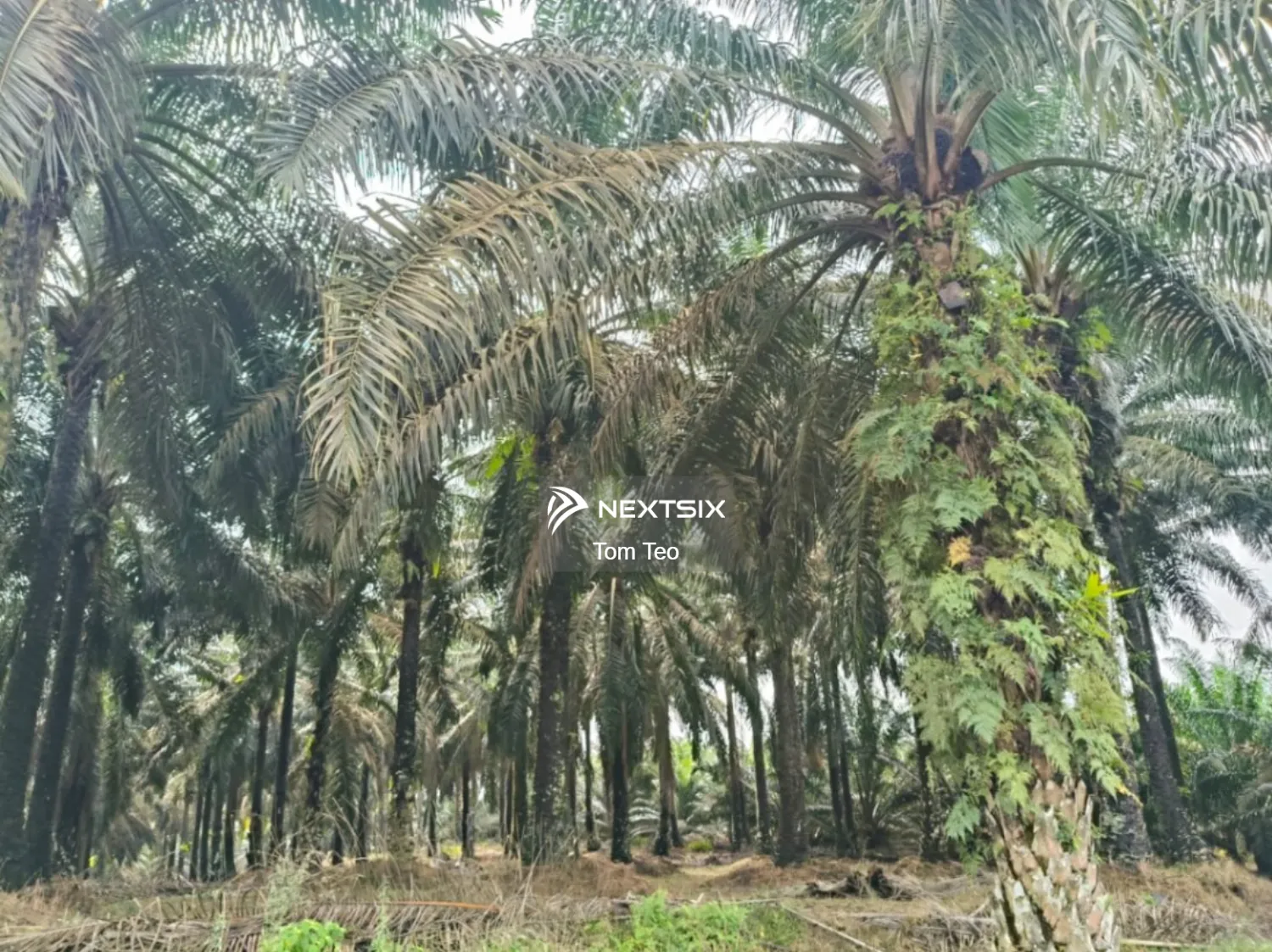 Agricultural Land For Sale in Kulai Johor - Image 5
