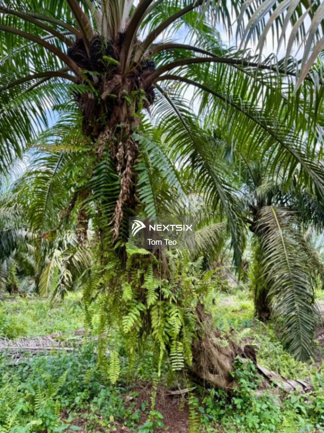 Agricultural Land For Sale in Pontian Johor