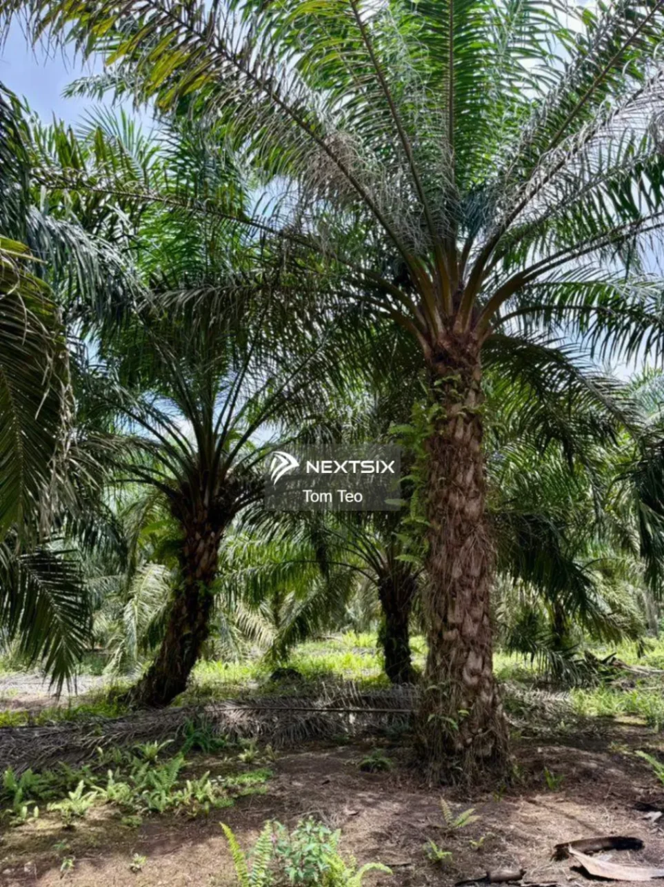 Agricultural Land For Sale in Pontian Johor - Image 6