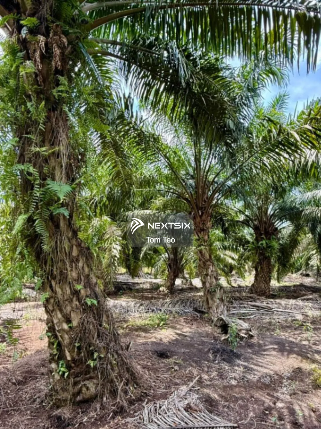 Agricultural Land For Sale in Pontian Johor - Image 7