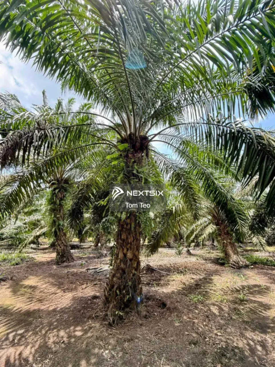 Agricultural Land For Sale in Pontian Johor - Image 8