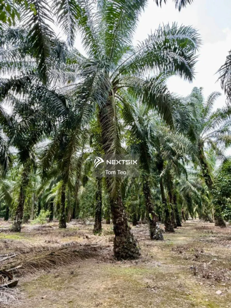 Agricultural Land For Sale in Pontian Johor