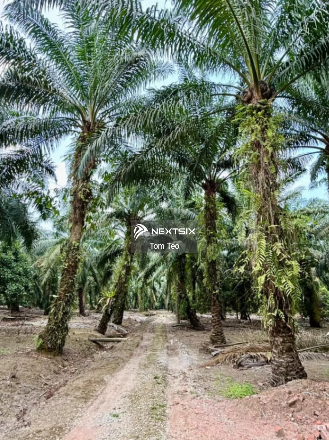 Agricultural Land For Sale in Pontian Johor - Image 5