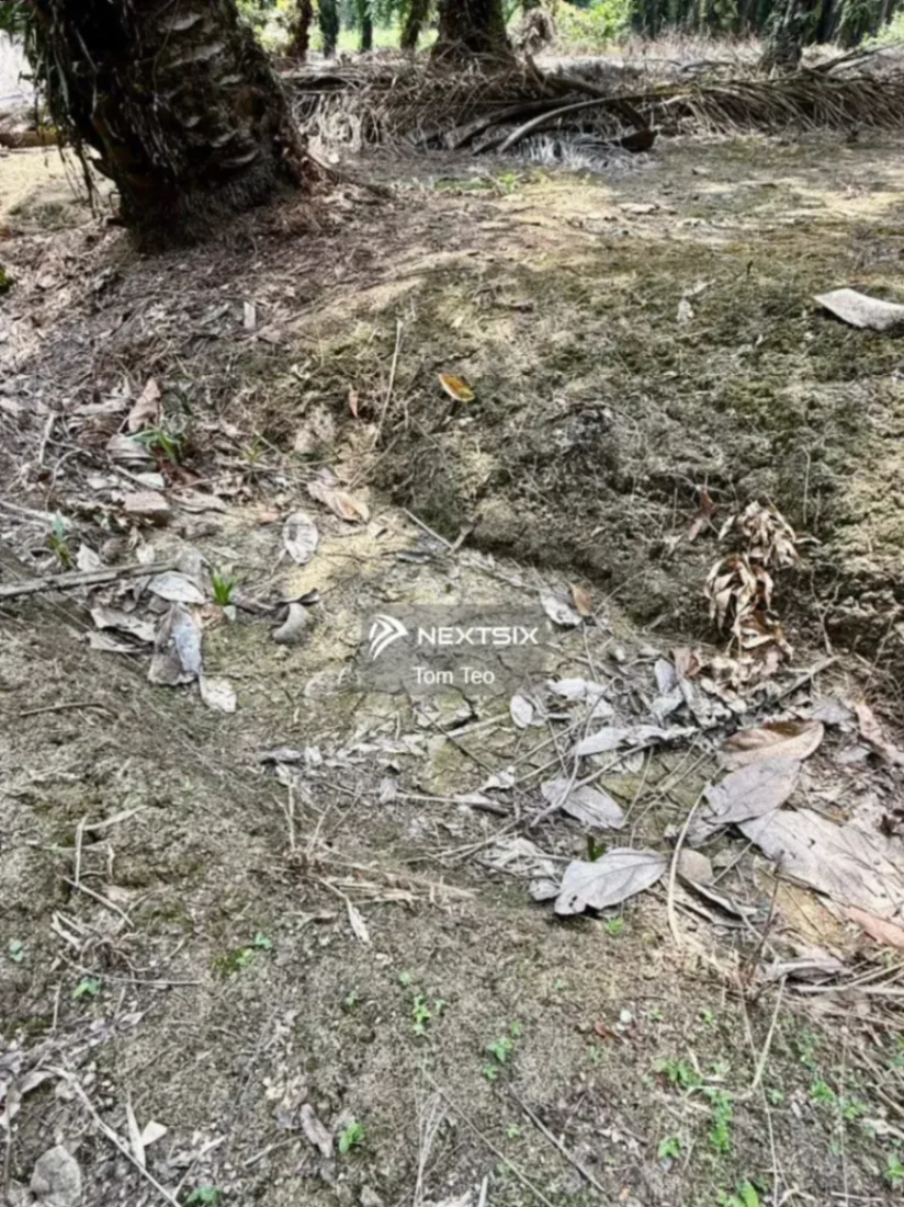 Agricultural Land For Sale in Pontian Johor - Image 6