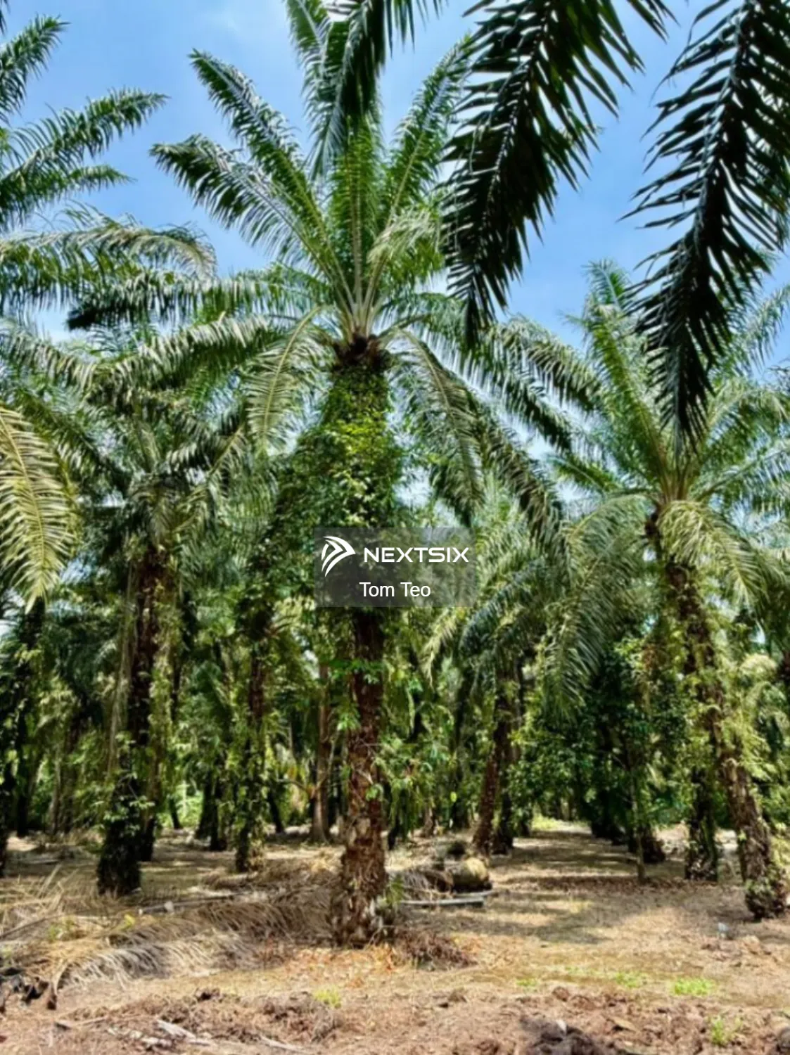 Agricultural Land For Sale in Pontian Johor - Image 7