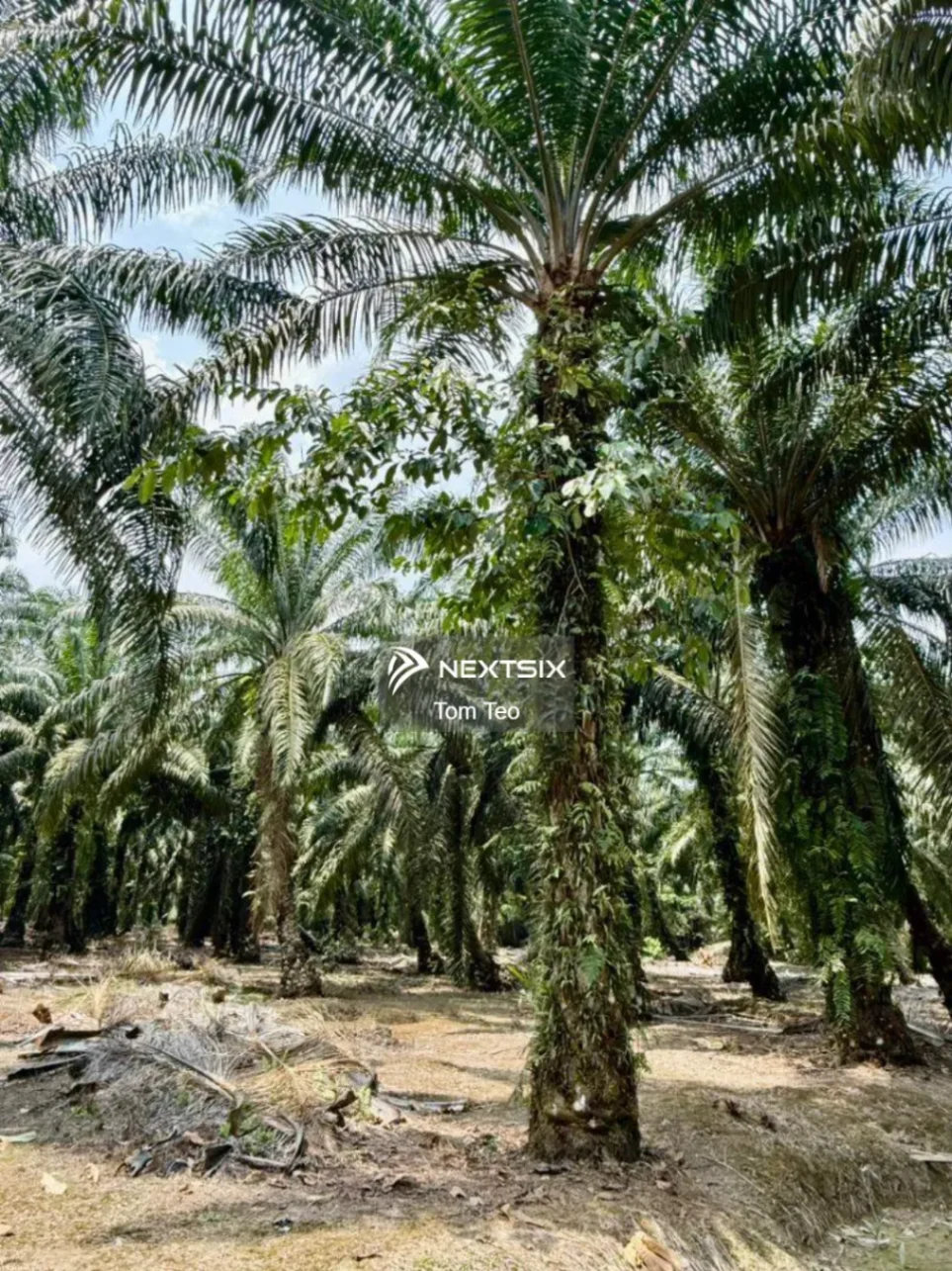 Agricultural Land For Sale in Pontian Johor - Image 8